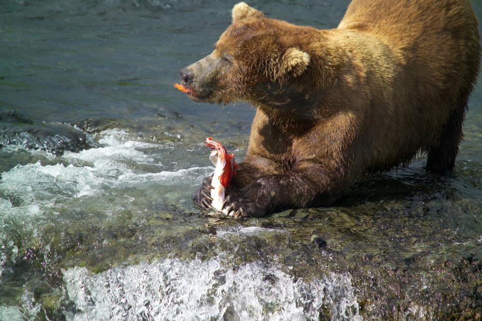 Free Image of Large Brown Bear Standing on Top of River 