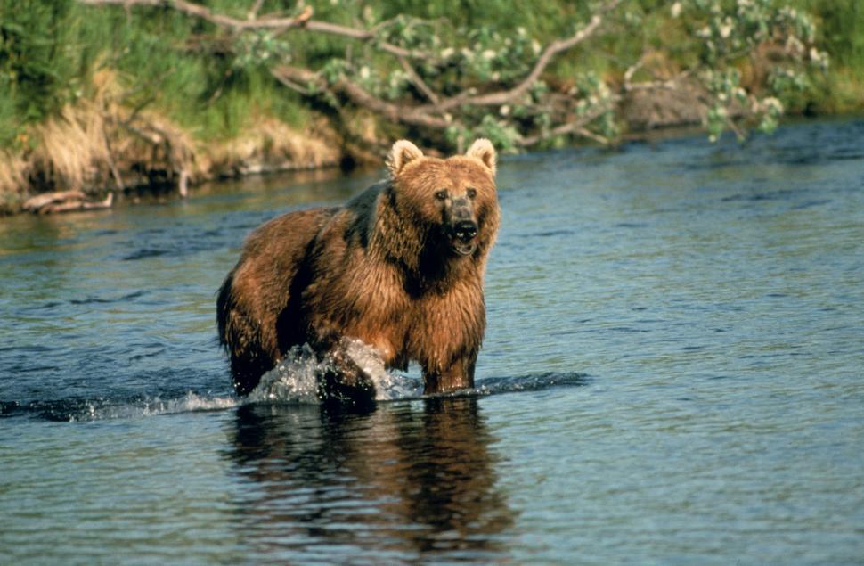Free Image of Brown Bear Walking Across River Next to Forest 