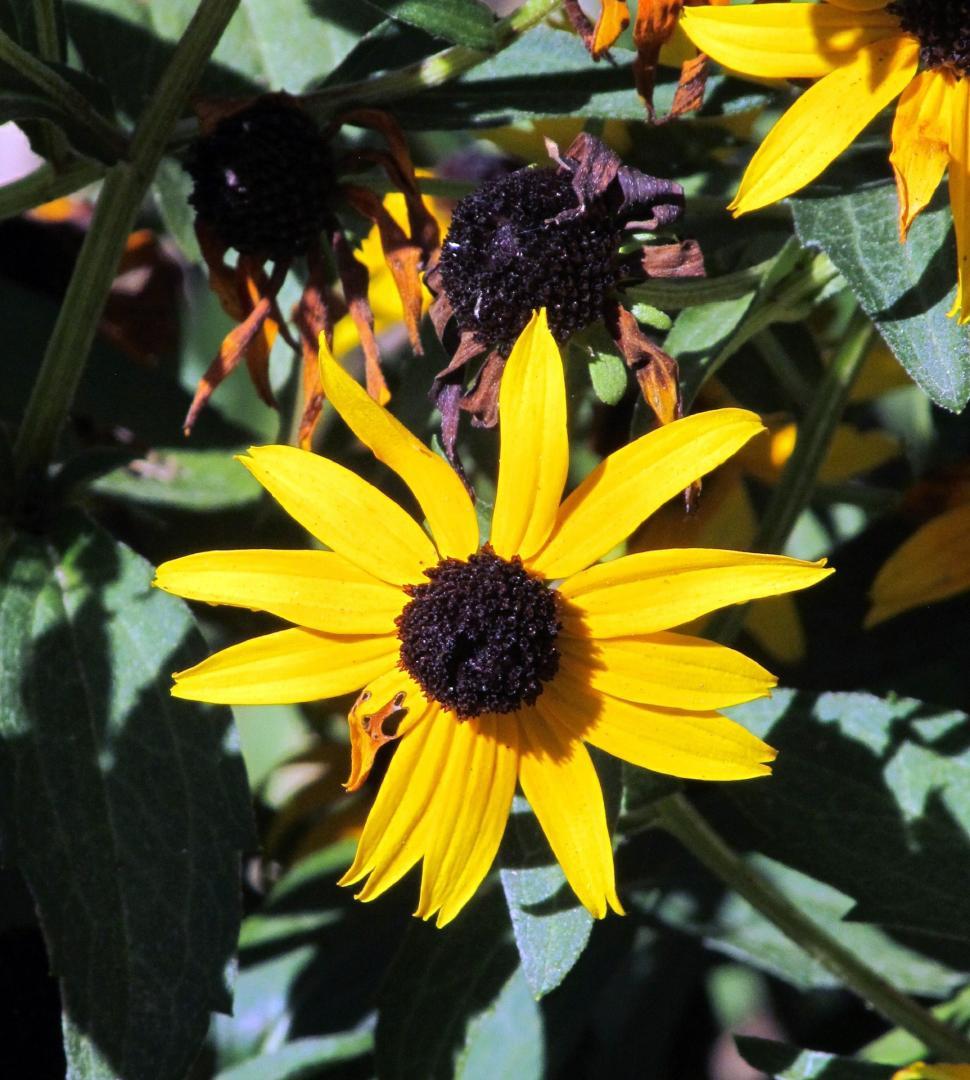 Free Image of Close Up of a Bunch of Sunflowers 