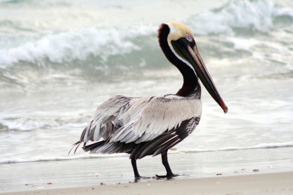 Free Image of Large Bird Standing on Top of Sandy Beach 