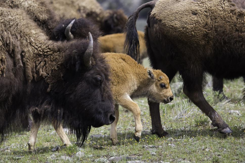 Free Image of Bison Herd Grazing on Grass Covered Field 