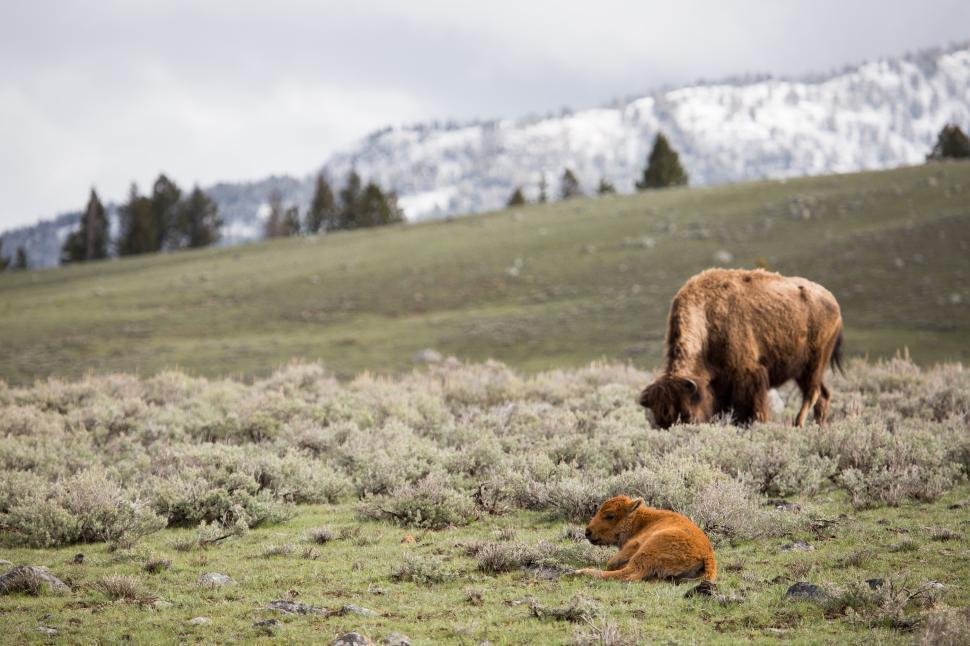 Free Image of Two Cows Grazing in Field With Mountains in Background 