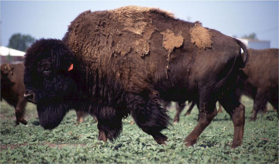 Free Image of Bison Herd Grazing on Lush Green Field 