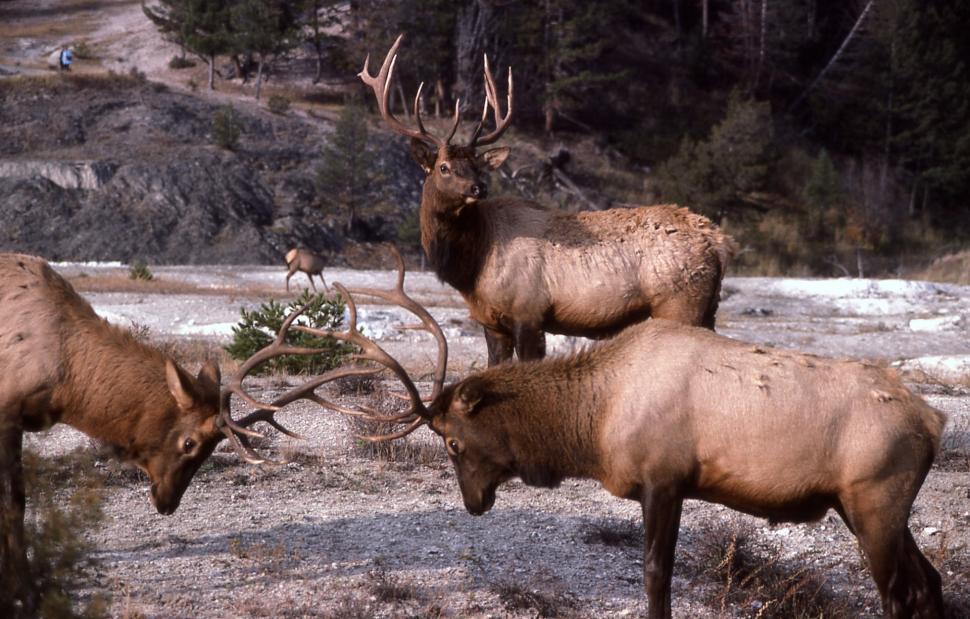 Free Image of Herd of Elk Standing on Grass Covered Field 