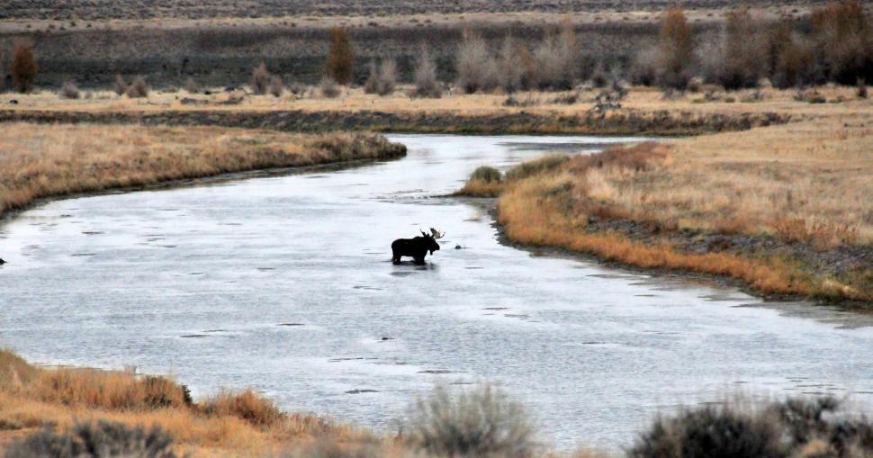 Free Image of Bear Walking Across River in Dry Grass Field 