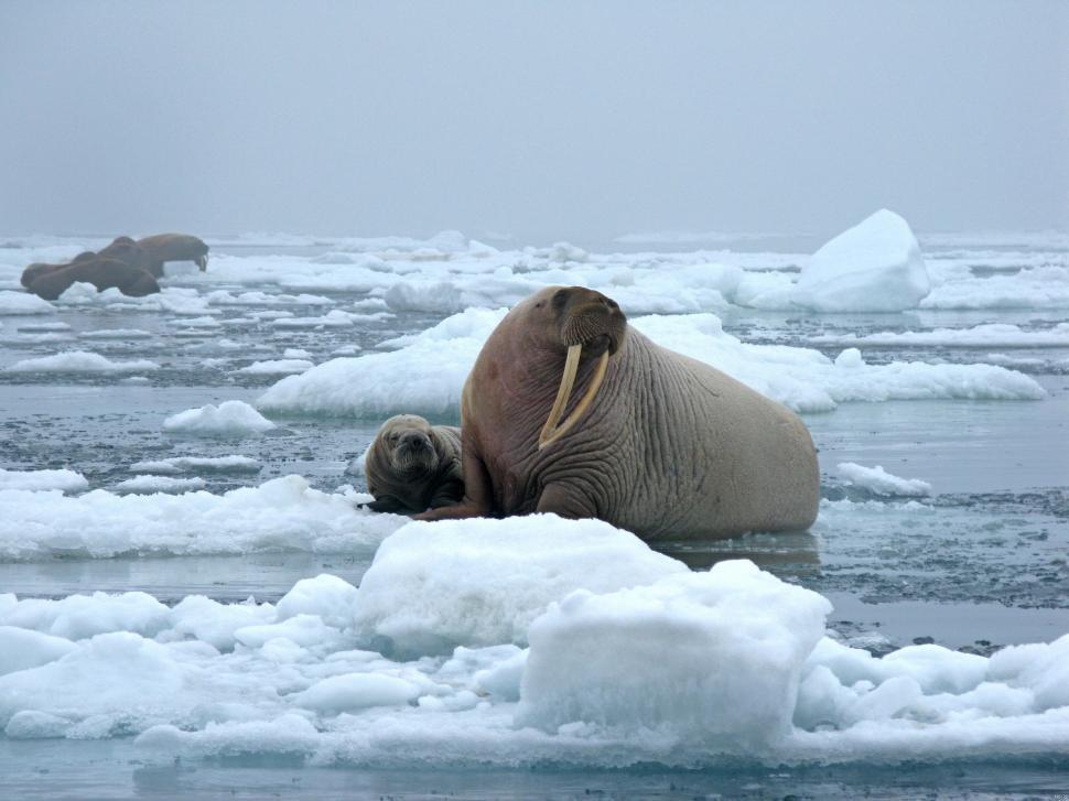 Free Image of Polar Bear Laying on Top of an Ice Floe 