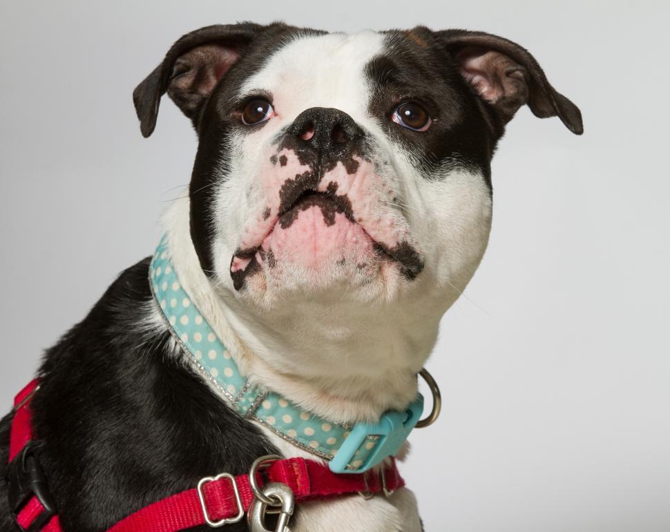 Free Image of Black and White Dog Wearing Red Collar 