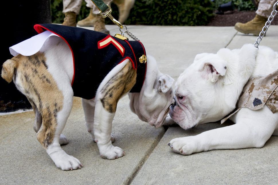 Free Image of Two Dogs Playing on a Leash 