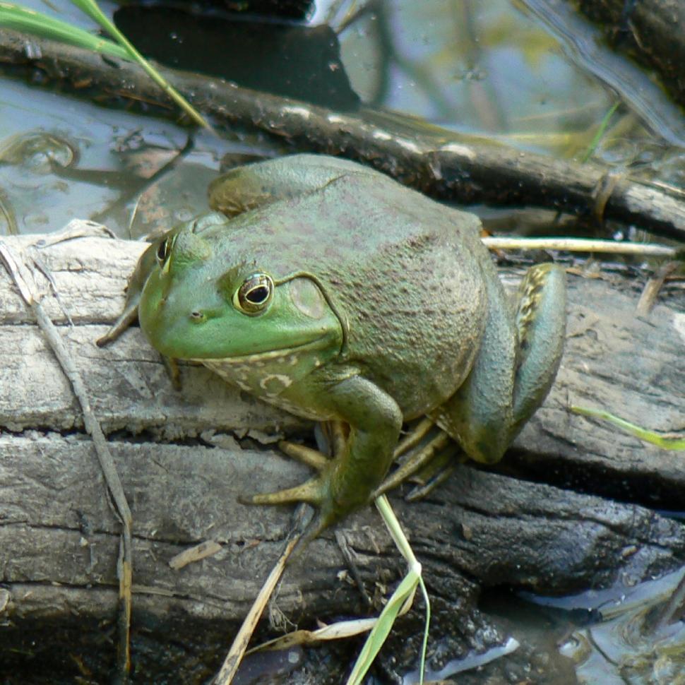 Free Image of Frog Sitting on Top of Wood 