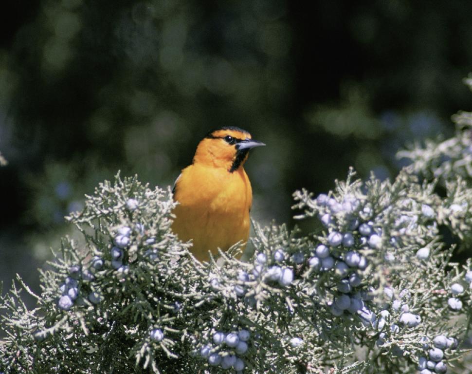 Free Image of Small Yellow Bird Perched on Tree Top 