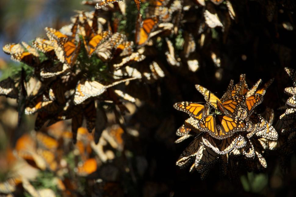 Free Image of Butterflies Gathering on Plant 