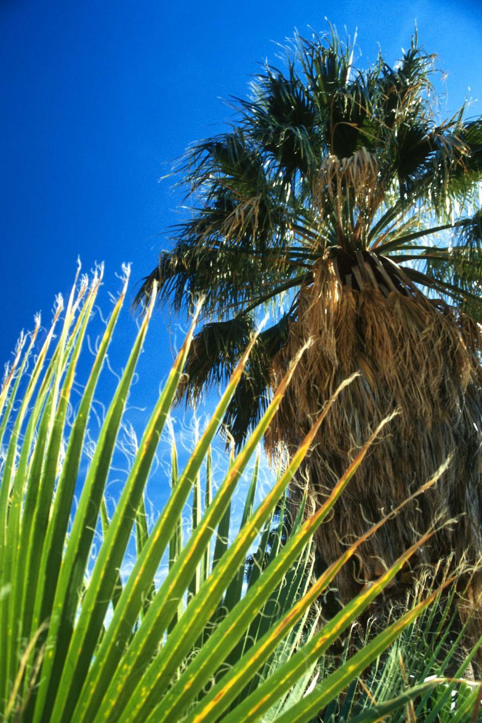 Free Image of Palm Tree Against Blue Sky 