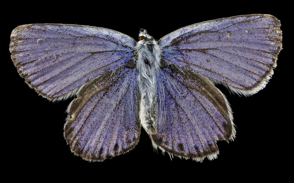 Free Image of Blue and White Butterfly on Black Background 