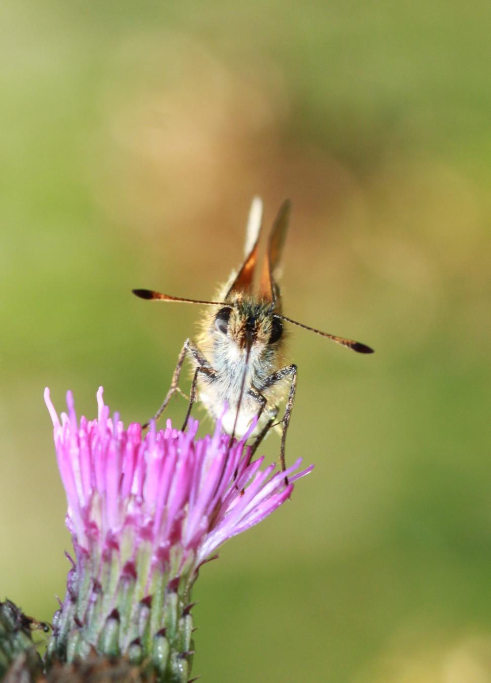 Free Image of Bee Feeding on Flower Nectar 