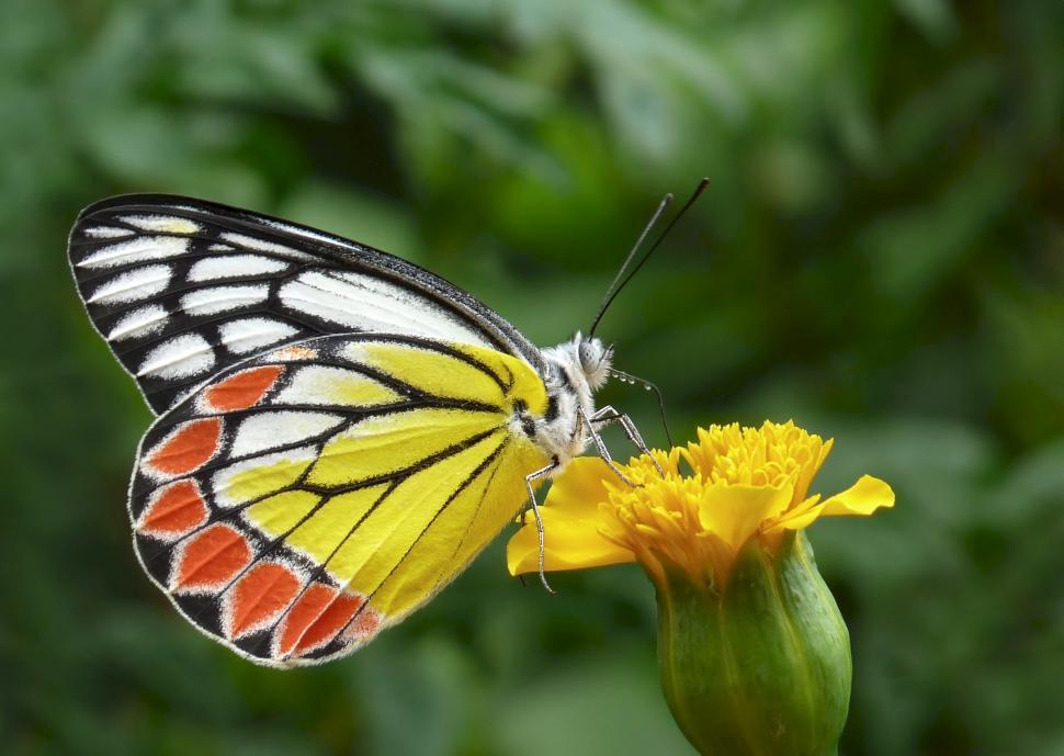 Free Image of Butterfly Sitting on Flower 