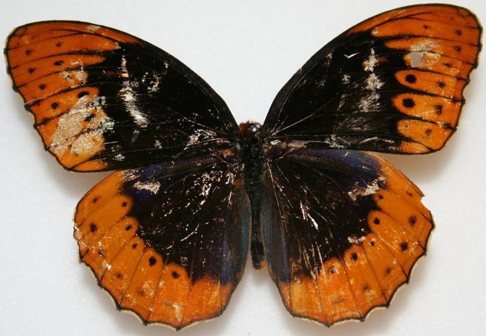 Free Image of Close Up of a Butterfly on a White Surface 