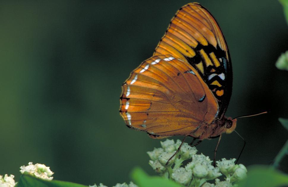 Free Image of Butterfly Resting on Flower Petals 
