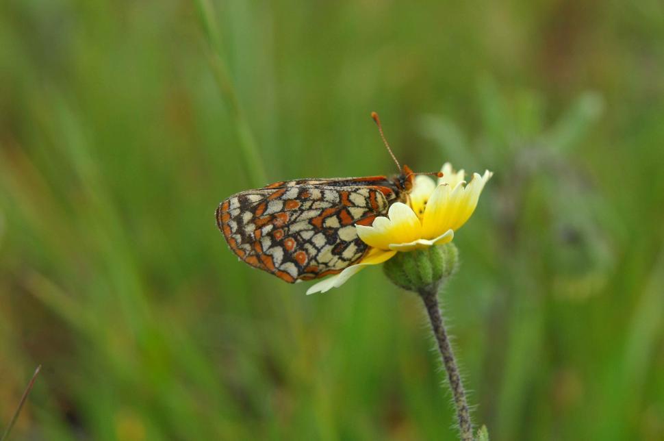 Free Image of Butterfly Resting on Flower Petal 
