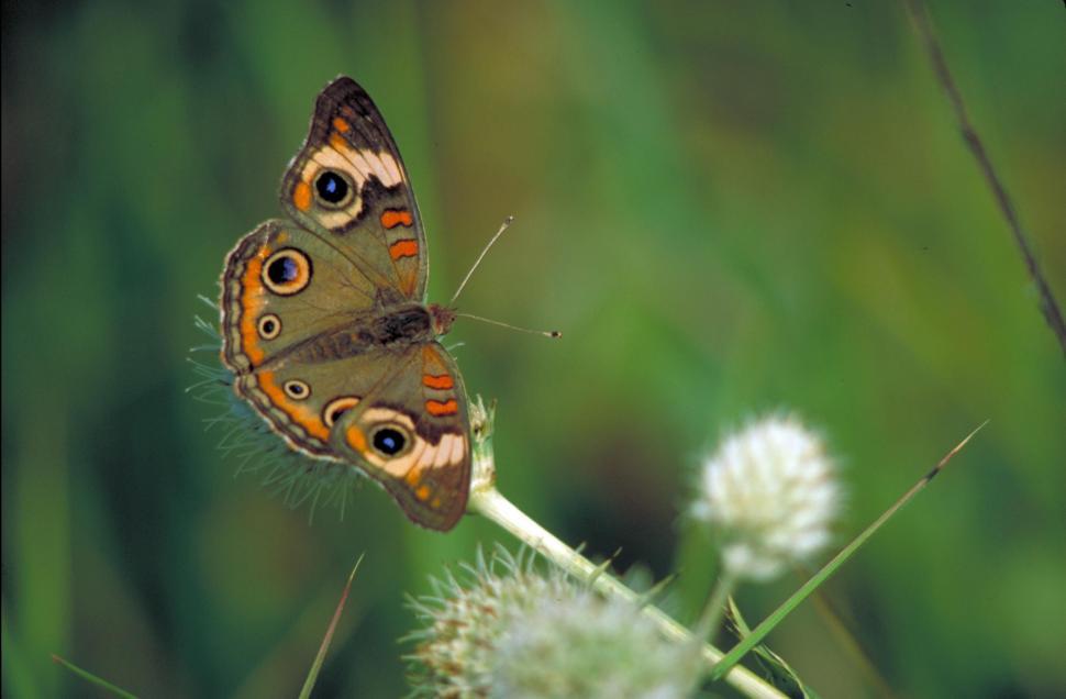 Free Image of Butterfly Resting on White Flower 