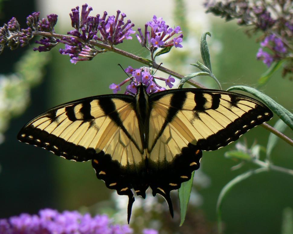 Free Image of Yellow and Black Butterfly on Purple Flower 