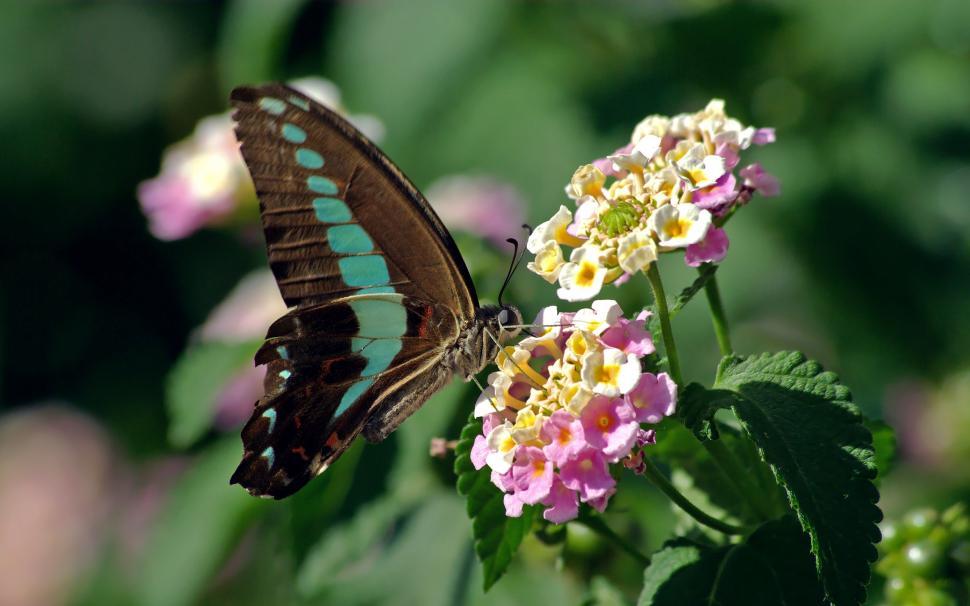 Free Image of Butterfly Resting on Top of a Pink Flower 