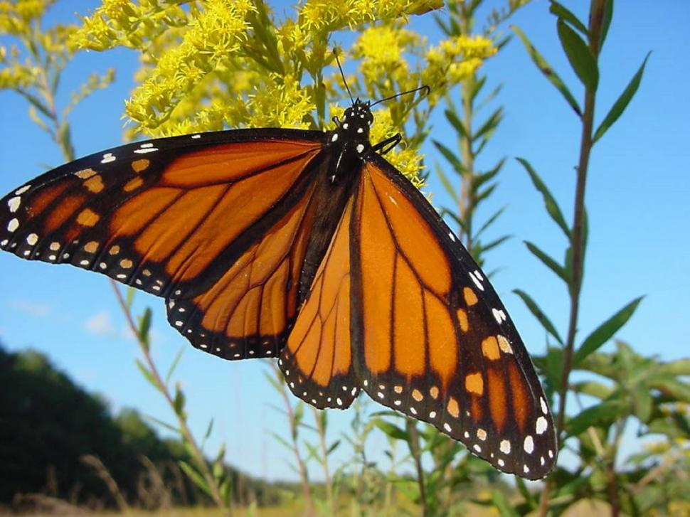 Free Image of Large Orange Butterfly on Yellow Flower 