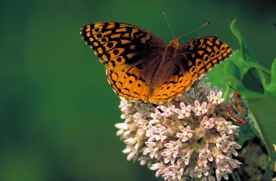Free Image of Butterfly Resting on Flower Petals 