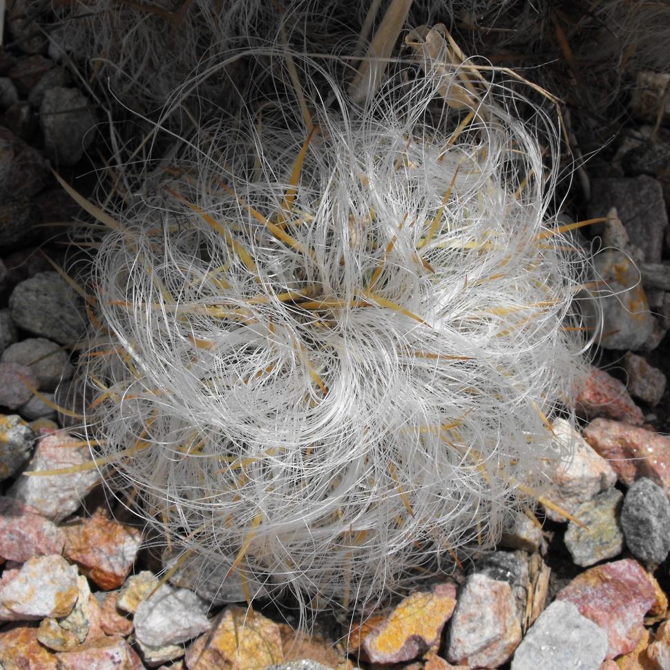 Free Image of Close Up of Plant on Pile of Rocks 