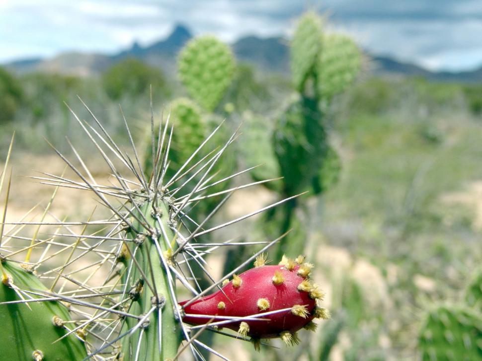 Free Image of Close Up of Cactus Plant With Sky Background 