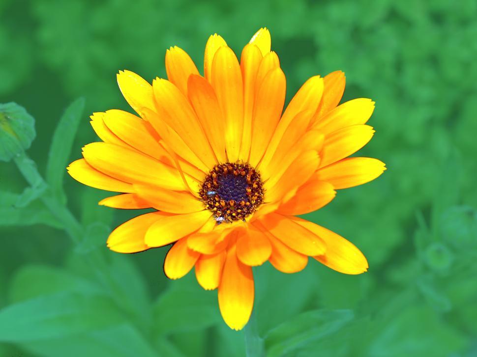 Free Image of Yellow Flower Blooming Against Green Background 