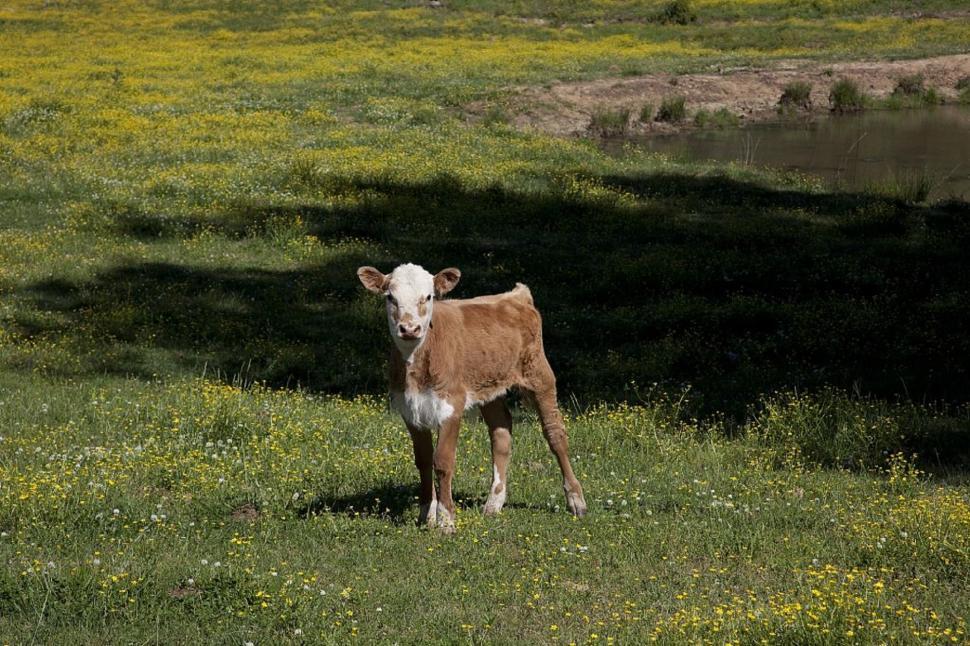 Free Image of Brown and White Cow Standing on Top of Lush Green Field 