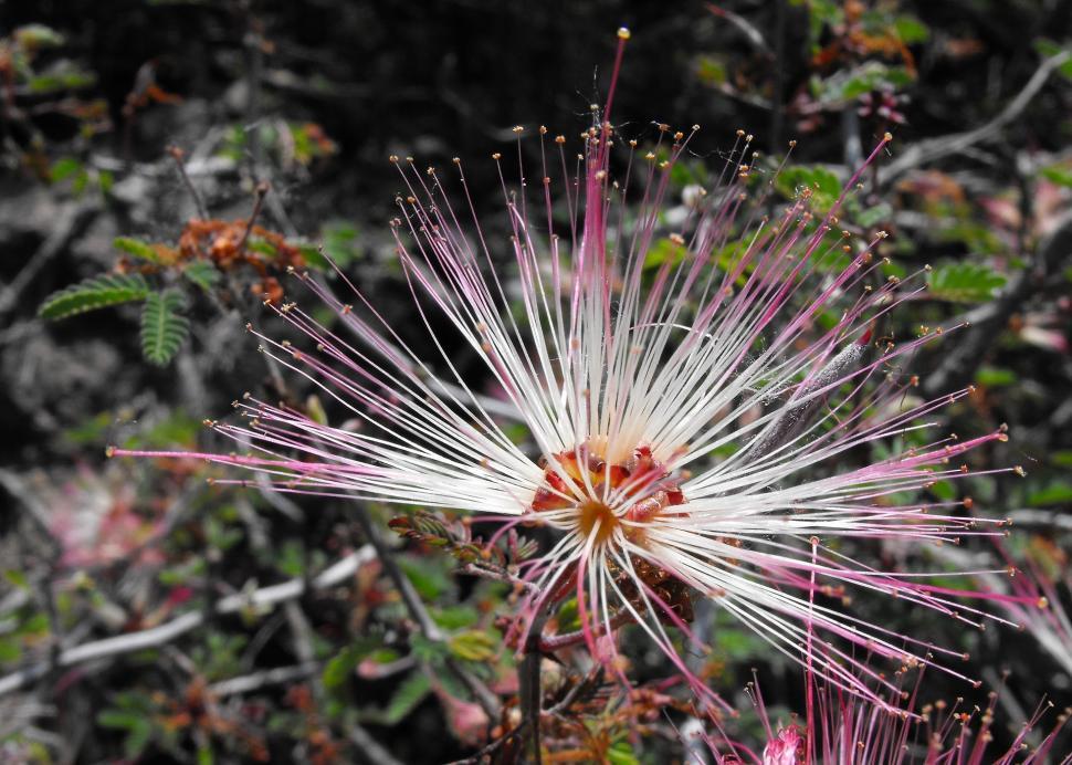 Free Image of Close Up of a Flower on a Plant 