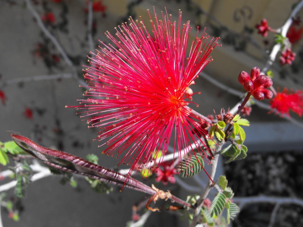Free Image of Close Up of a Red Flower on a Tree 