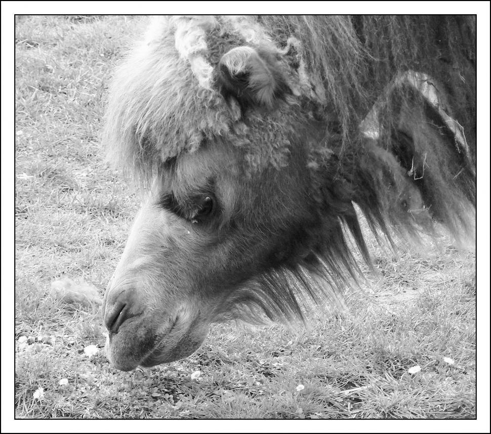 Free Image of Horse Grazing on Grass 