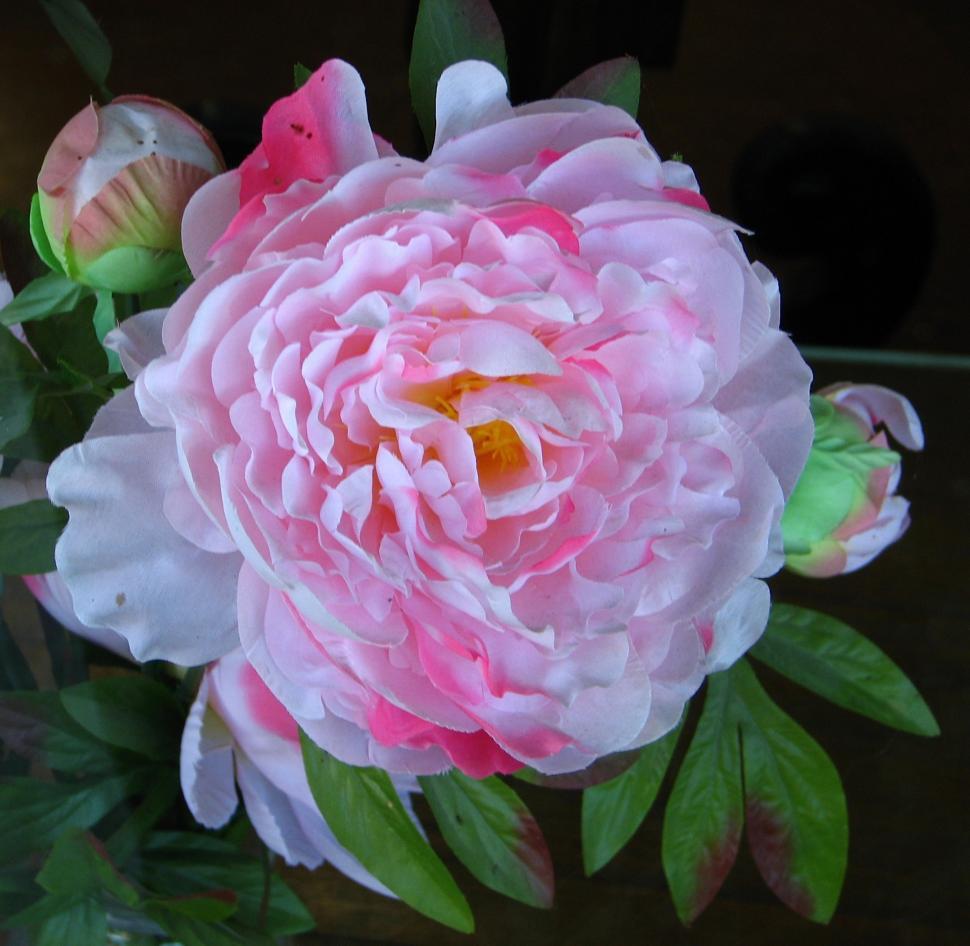 Free Image of Close Up of a Pink Flower With Green Leaves 