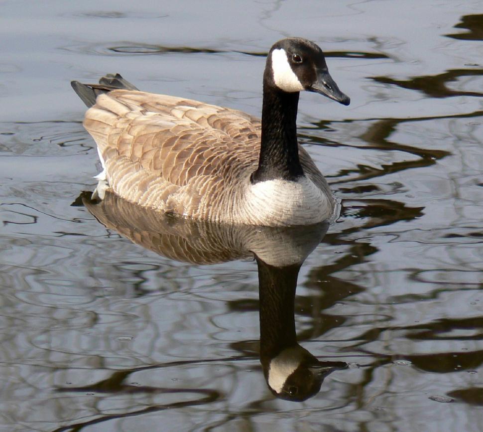 Free Image of Duck Floating on Body of Water 