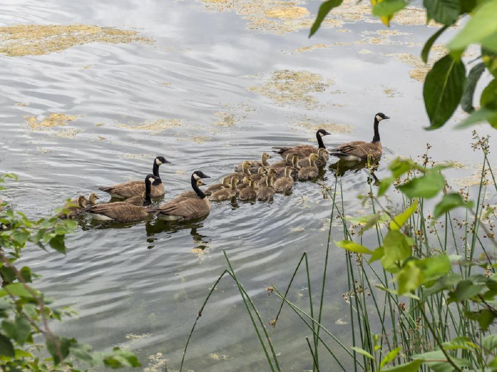 Free Image of Group of Ducks Floating on Top of a Lake 
