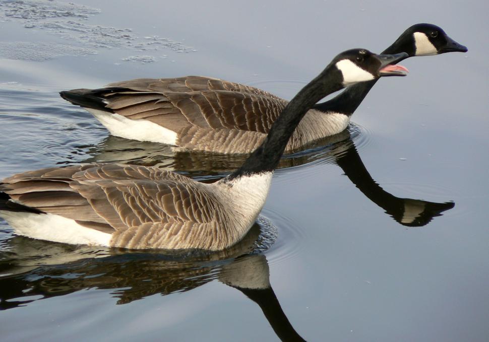 Free Image of Ducks Floating on Lake 