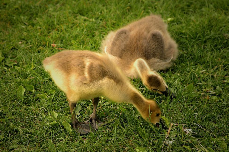 Free Image of Two Ducks Standing on Top of a Lush Green Field 