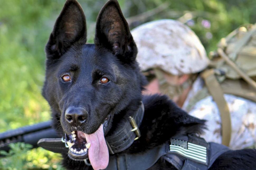 Free Image of Black Dog With Tongue Hanging Out 