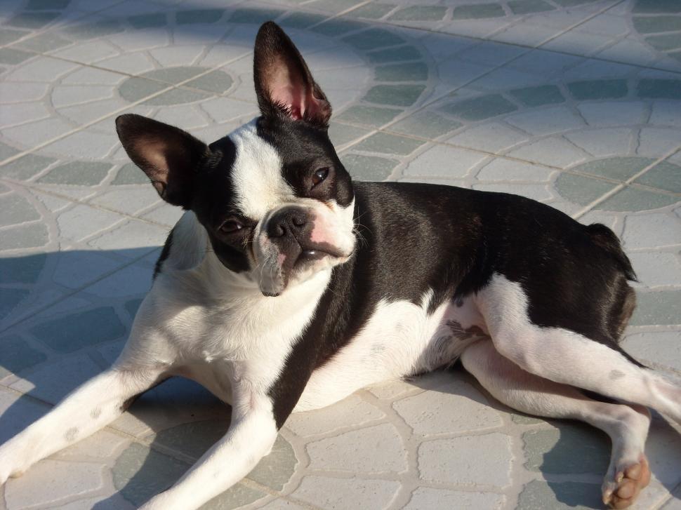 Free Image of Small Black and White Dog Laying on Tile Floor 