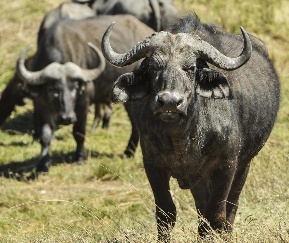 Free Image of Herd of Cattle Grazing on Grass-Covered Field 