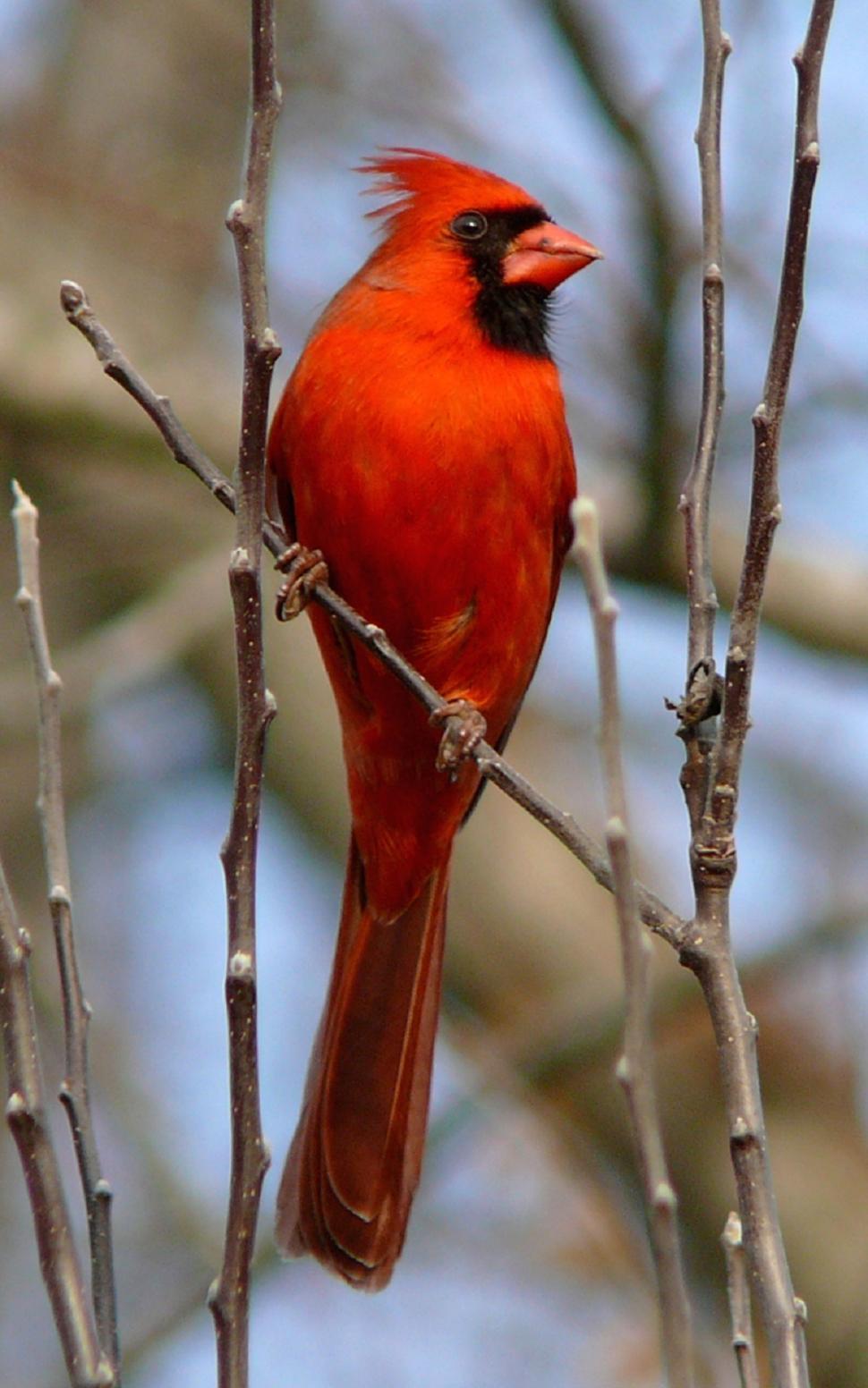 Free Image of Red Bird Perched on Tree Branch 