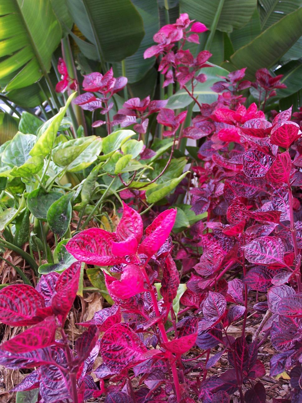 Free Image of colourful garden planting 