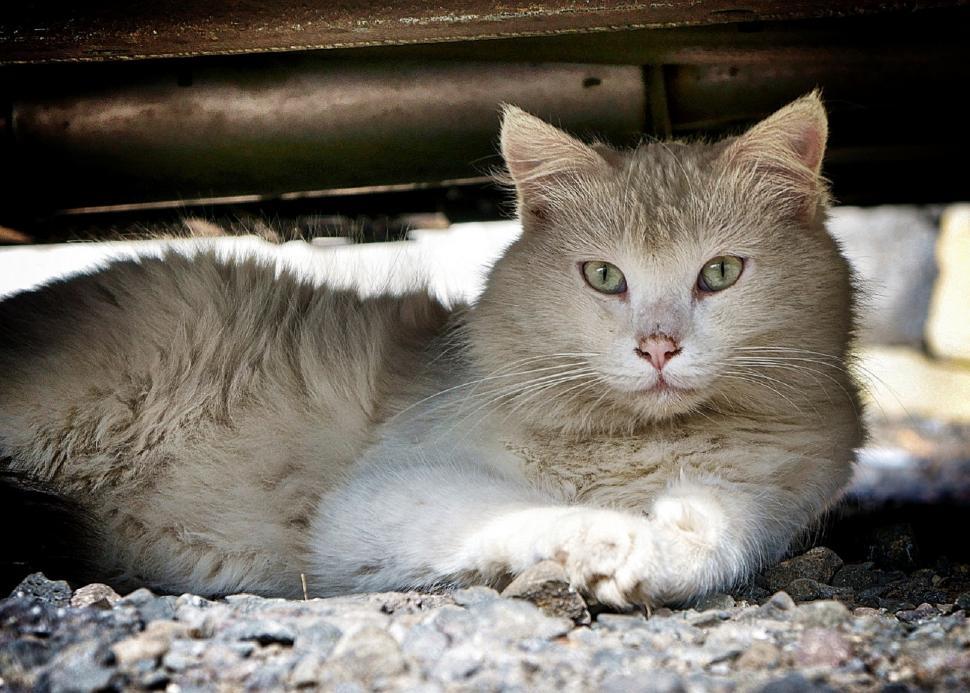 Free Image of Cat Laying Underneath Car 