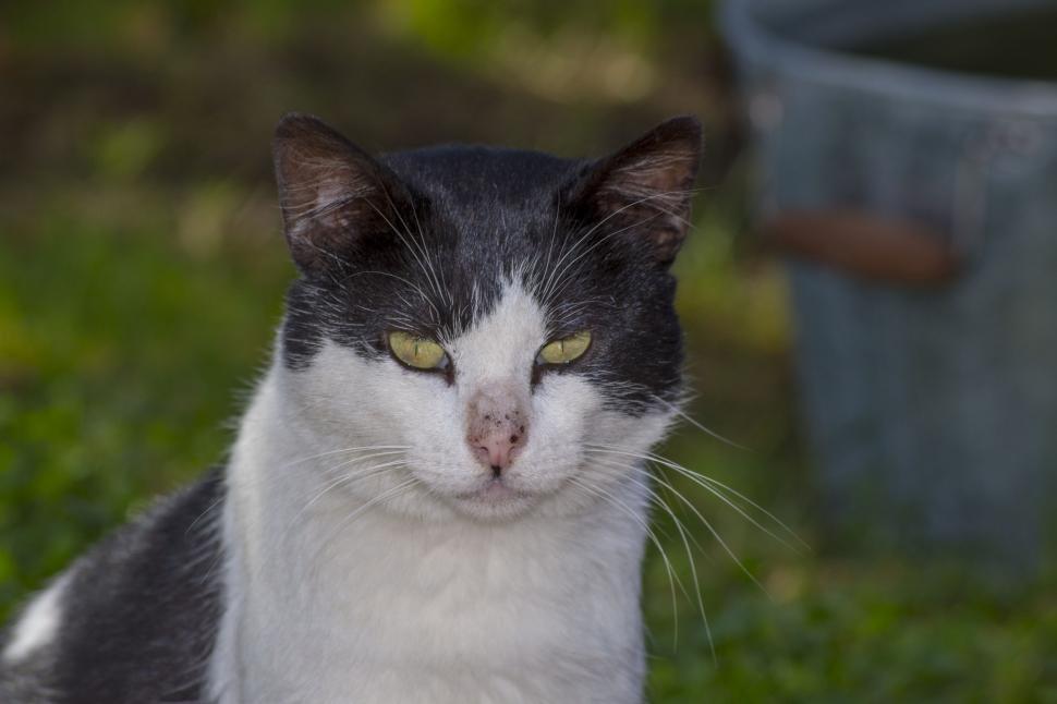 Free Image of Black and White Cat Sitting in Grass 