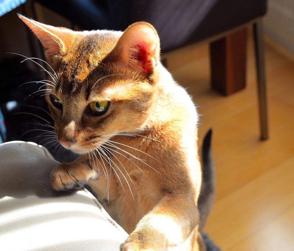 Free Image of Cat Sitting on Persons Lap 