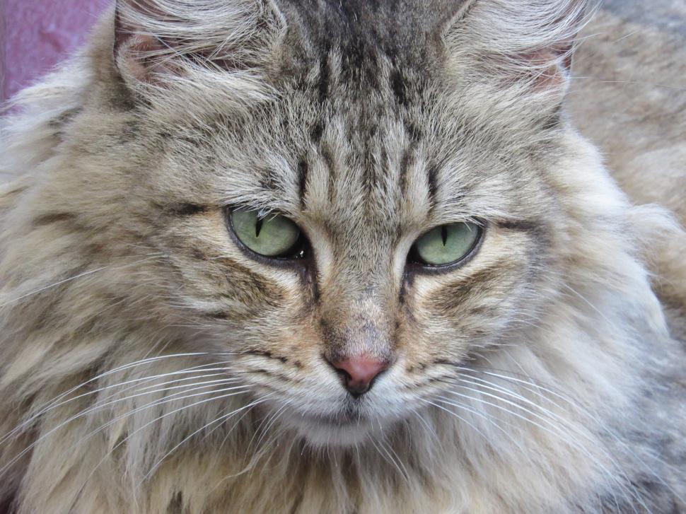 Free Image of Long Haired Gray Cat Sitting on Top of a Couch 