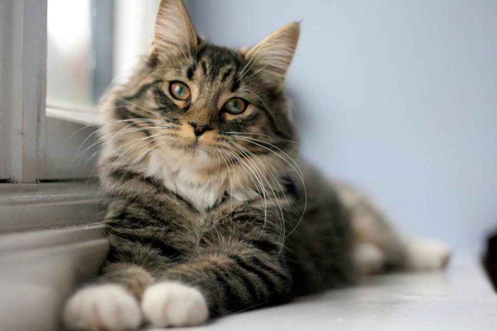 Free Image of Cat Laying by Window 