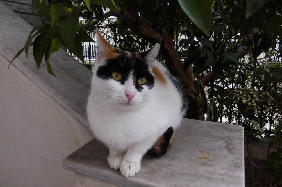 Free Image of Black and White Cat Sitting on Ledge 